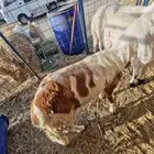طليان حريه وسواكني مرباه اكثر من 4شهور