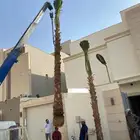 نخل وشنطني زينه للفل واستراحات والبيوت