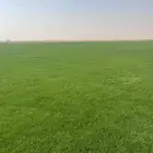 ثيل طبيعي