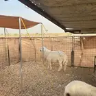 بهم حري للبيع