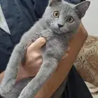 قط للتبني