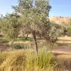 زيتون بكل المقاسات للبيع لتواصل