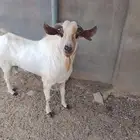 فحل بيشي م شاء الله