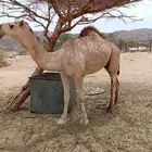 قعود عمره سنتين و8شهور