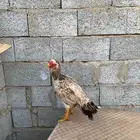 دجاجه للبيع فارسي
