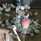 صيصان دجاج العمر اسبوعين الصحة ولله الحمد ممتازة