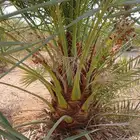 نخل مثمر للبيع اخلاص صقعي هلالي برحي سكري شيشي مجدول روثانه