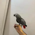 ببغاء كاسكو اليف ومتكلم