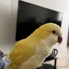 كويكر اليف جدا جدا يقلد الكلام ويقف على اليد البيع سمح جدن