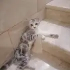 قط سكوتش فولد للبيع -