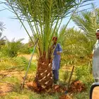 نخل مثمر نقايل جثايث نخل واشنطني اخلاص سكري برحي صقعي مجدول