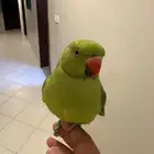 بغبغاء دره اليف مع الكبير والصغير