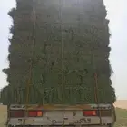 رودس شد وجوده ونعومه ب 15ريال