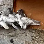 طبات باكستاني للبيع