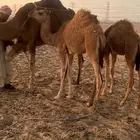 بكرة فل الفل