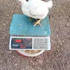 دجاج لاحم