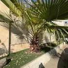 نخلة واشنطونيا