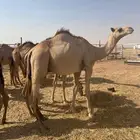 حَشو صومالي مرابي جاهز للذبح أو التربية
