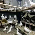 حمام فرنسي