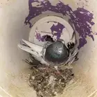 حمام باكستاني للبيع