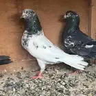 حمام باكستاني قطيفي
