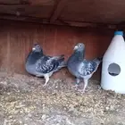 زاجل سباق 2021