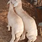 خروفين للبيع