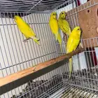 طيور بادجي منتجه للبيع