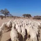 غنم حري حرشش دفيع ومضاريع