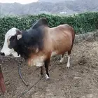 ثور للبيع