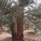 نخل للبيع جثايث وفسائل