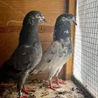 جوز تيدي اساس للبيع