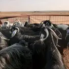 معزا عوارض دفيع ومضاريع