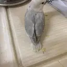 فروخ روز اليفه