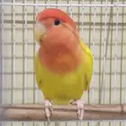 روز رد اوبلاين