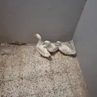 بط بكيني. 2كبيو1 صغير