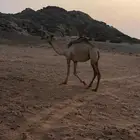 بكره حقه ريحه لقيه للبيع الموقع الشملي التواصل على الرقم9