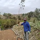 شتلات بالجملة