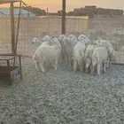 طليان للبيع محدود 1500