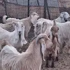 معزا عوارض صفر صنف الصنف