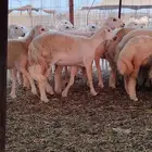 رخال حريات فرش الفحل