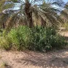 تكريب وتنضيف انخيل وتحويض قلاع الفروخ وغرس