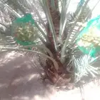 مطلوب نخل ھلالي في احد بيع  لمني وتساب