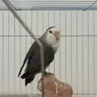 بسم الله ماشاء الله مجموع طيور للبيع بأسعار مناسبه