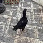 زوج سندي