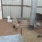 ديك فيومي