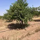سلام عليكم يوجد لديناء اشجار زيتون
