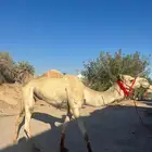 اعرض لكم جمل طابع شرط