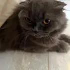 قطة اسكتلندية (Scottish Fold) للتبني.