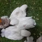 روز فروخ روز البينو غر تم البيع